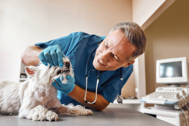 Best Emergency Wisdom Teeth Removal in Prairie Grove, AR